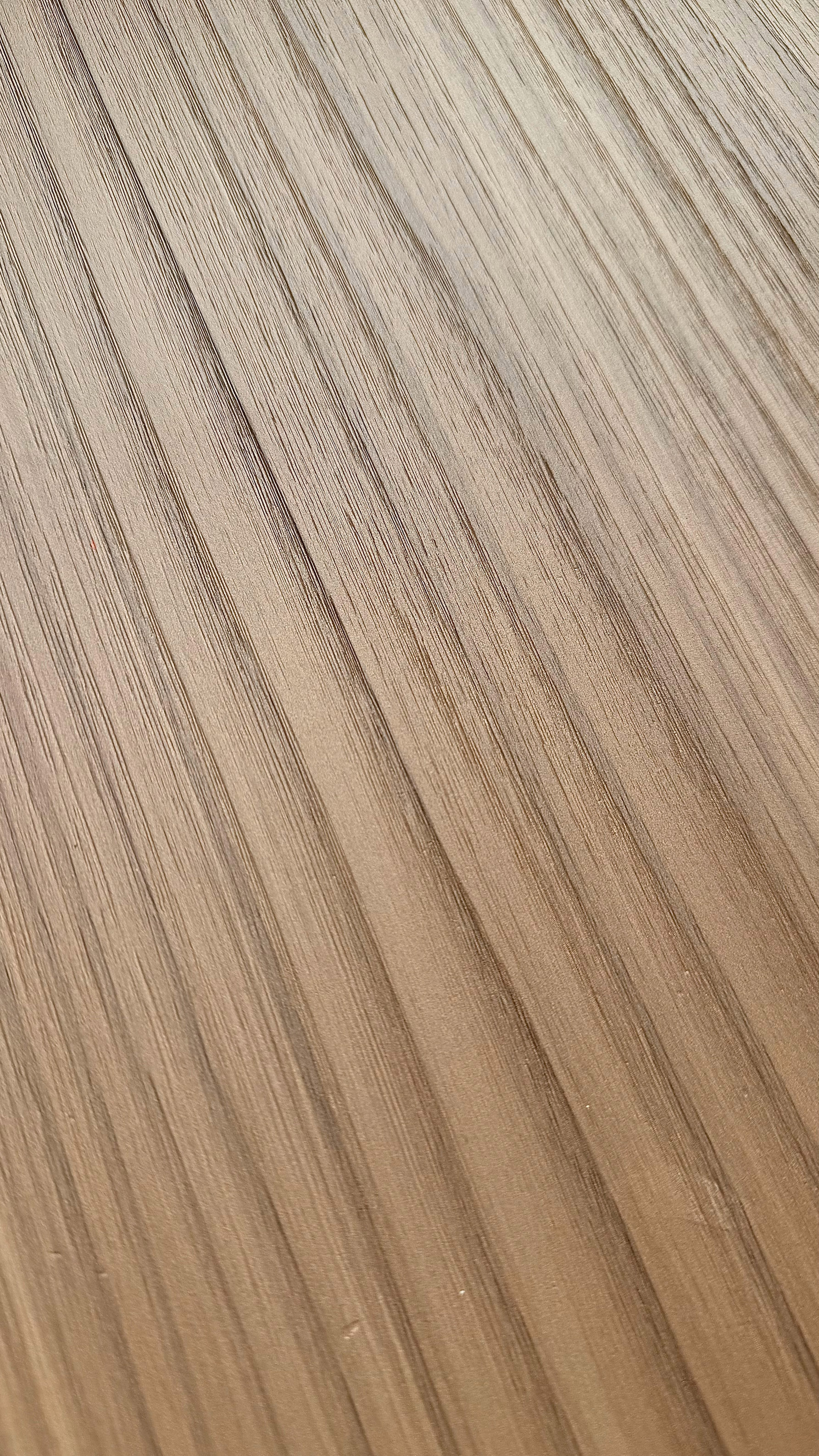 金絲栗木